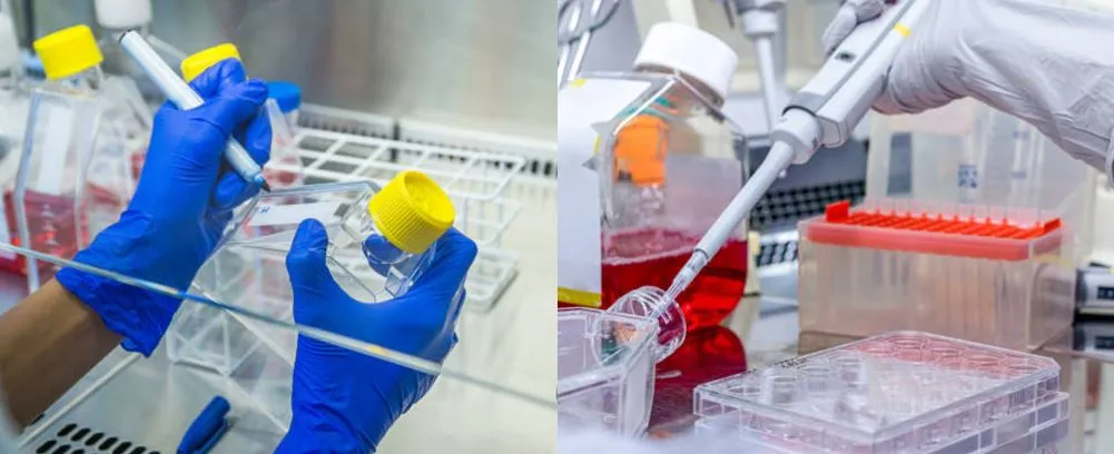 application of cell culture bottle flask with cap