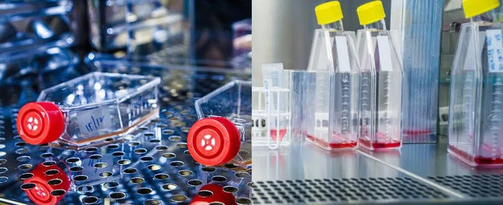 cell culture bottle flask with cap applications